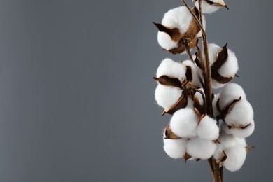 Photo of Beautiful cotton branch with fluffy flowers on grey background, closeup. Space for text
