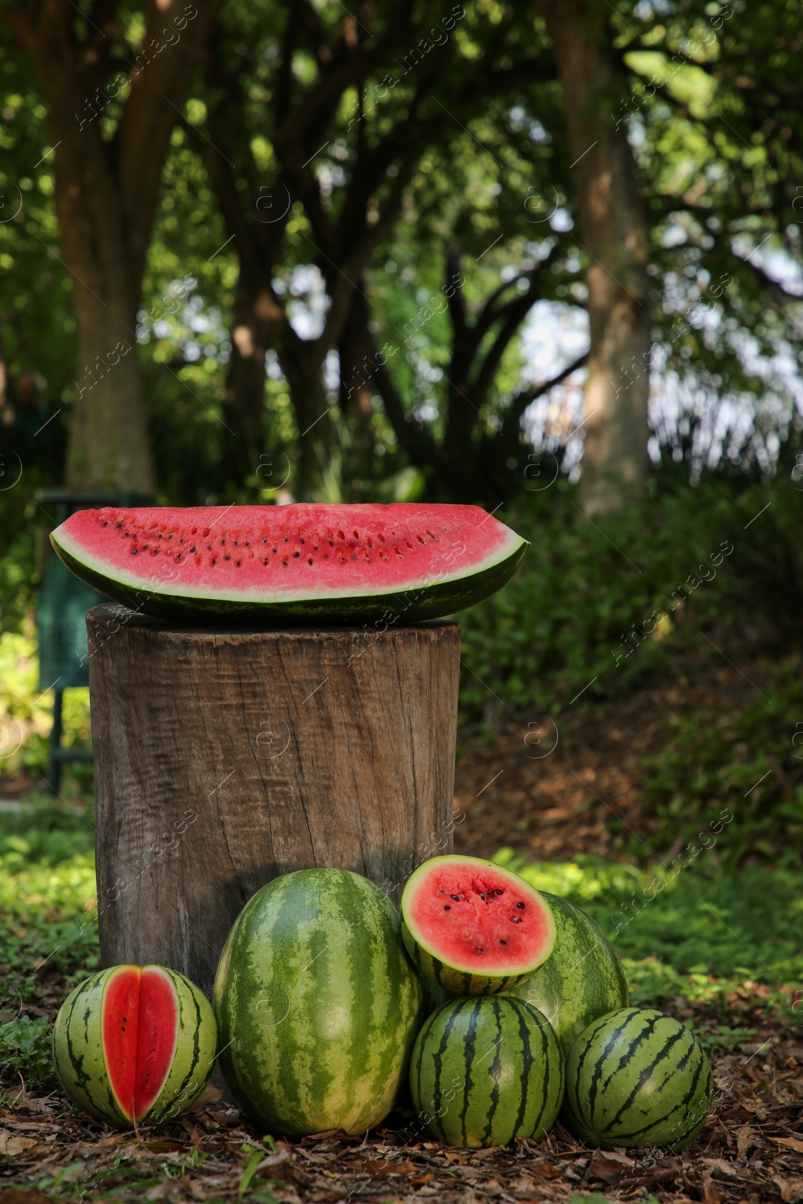 Photo of Many ripe whole and cut watermelons outdoors