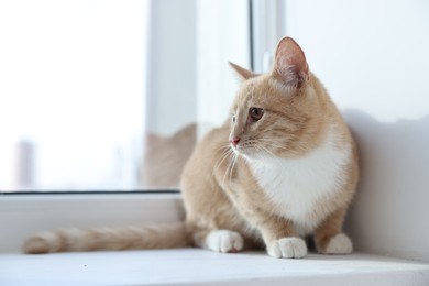 Cute ginger cat lying on windowsill at home