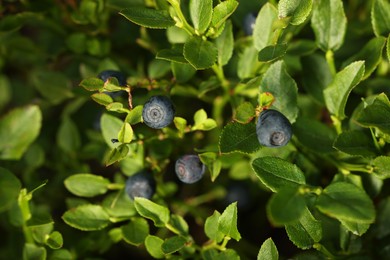 Photo of Ripe bilberries growing in forest, closeup view