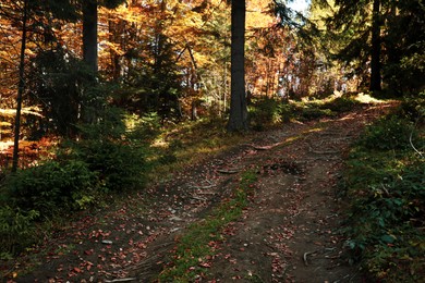 Picturesque view of autumn forest with path on sunny day