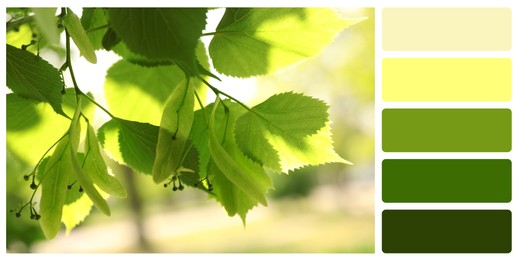 Image of Color palette appropriate to photo of tree with fresh green leaves outdoors on sunny day, closeup