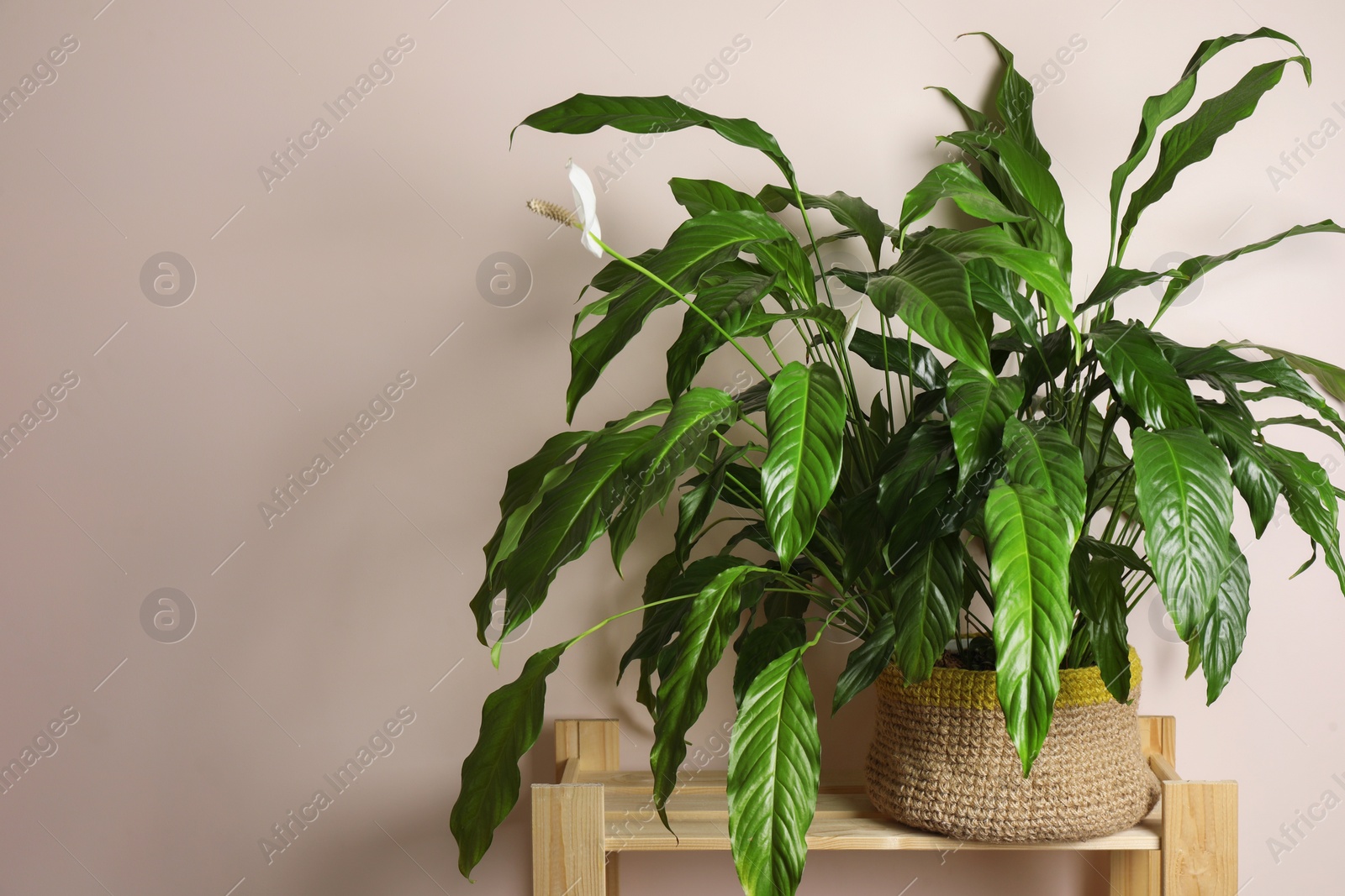 Photo of Beautiful spathiphyllum on wooden rack near beige wall, space for text. House decor