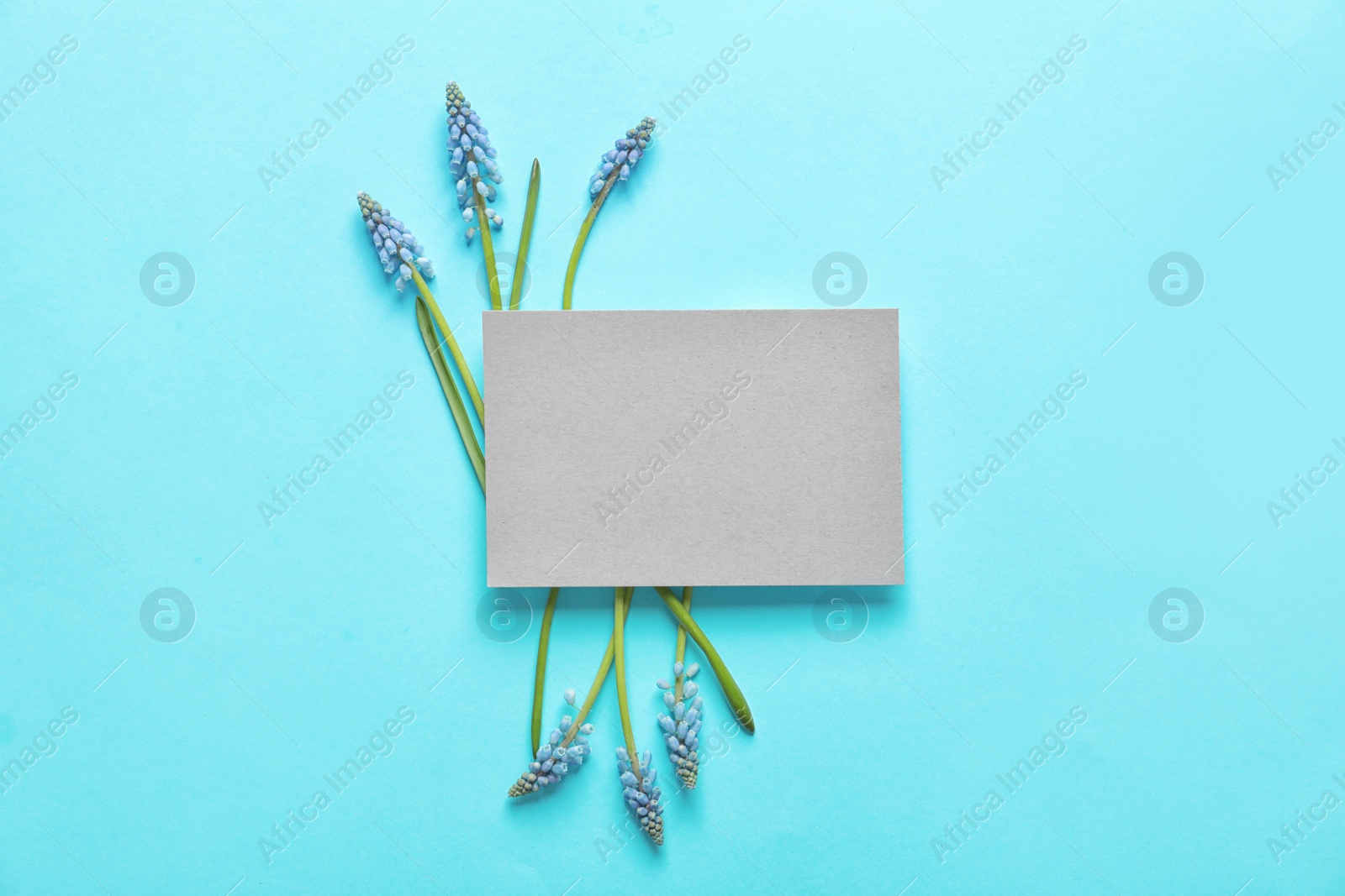 Photo of Beautiful spring muscari flowers and card on color background, flat lay. Space for text