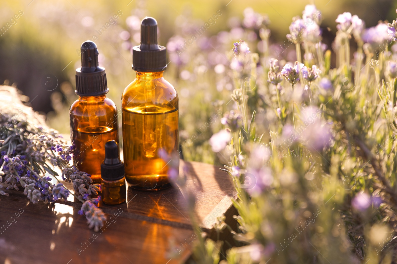 Photo of Bottles of lavender essential oil on wooden table in field. Space for text