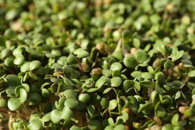 Photo of Growing microgreen. Many sprouted arugula seeds as background, closeup