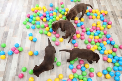 Chocolate Labrador Retriever puppies playing with colorful balls indoors, top view