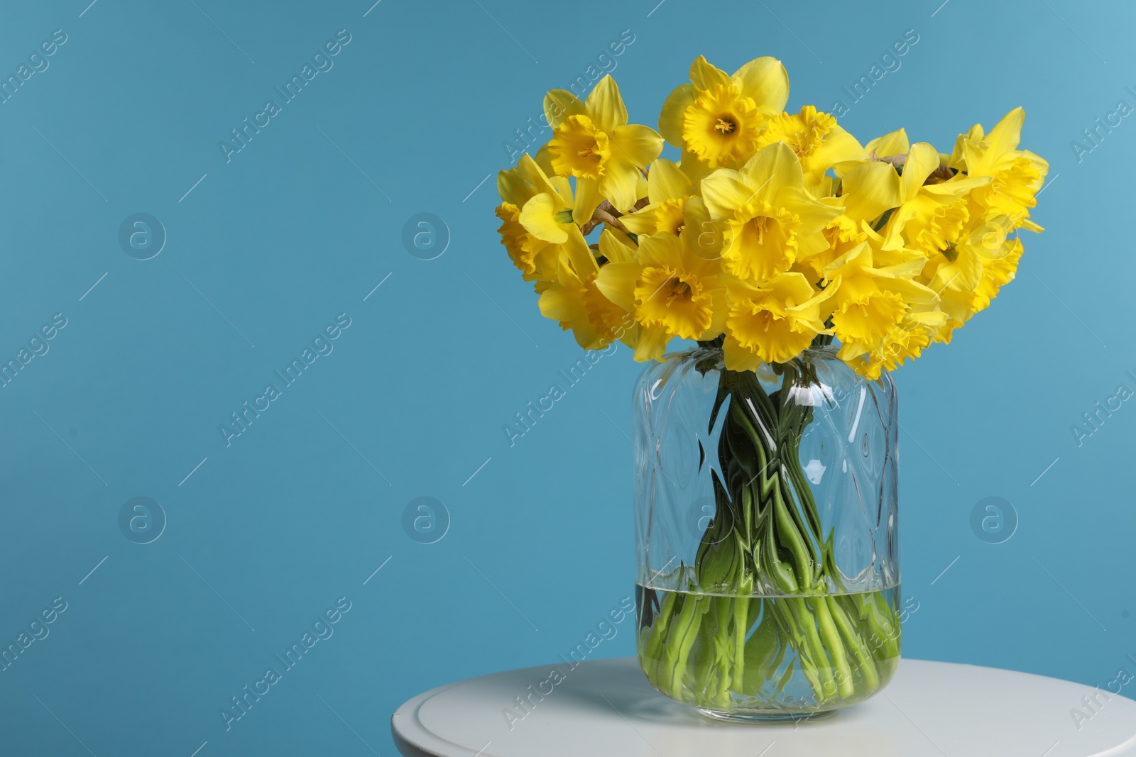 Photo of Beautiful daffodils in vase on white table against light blue background, space for text