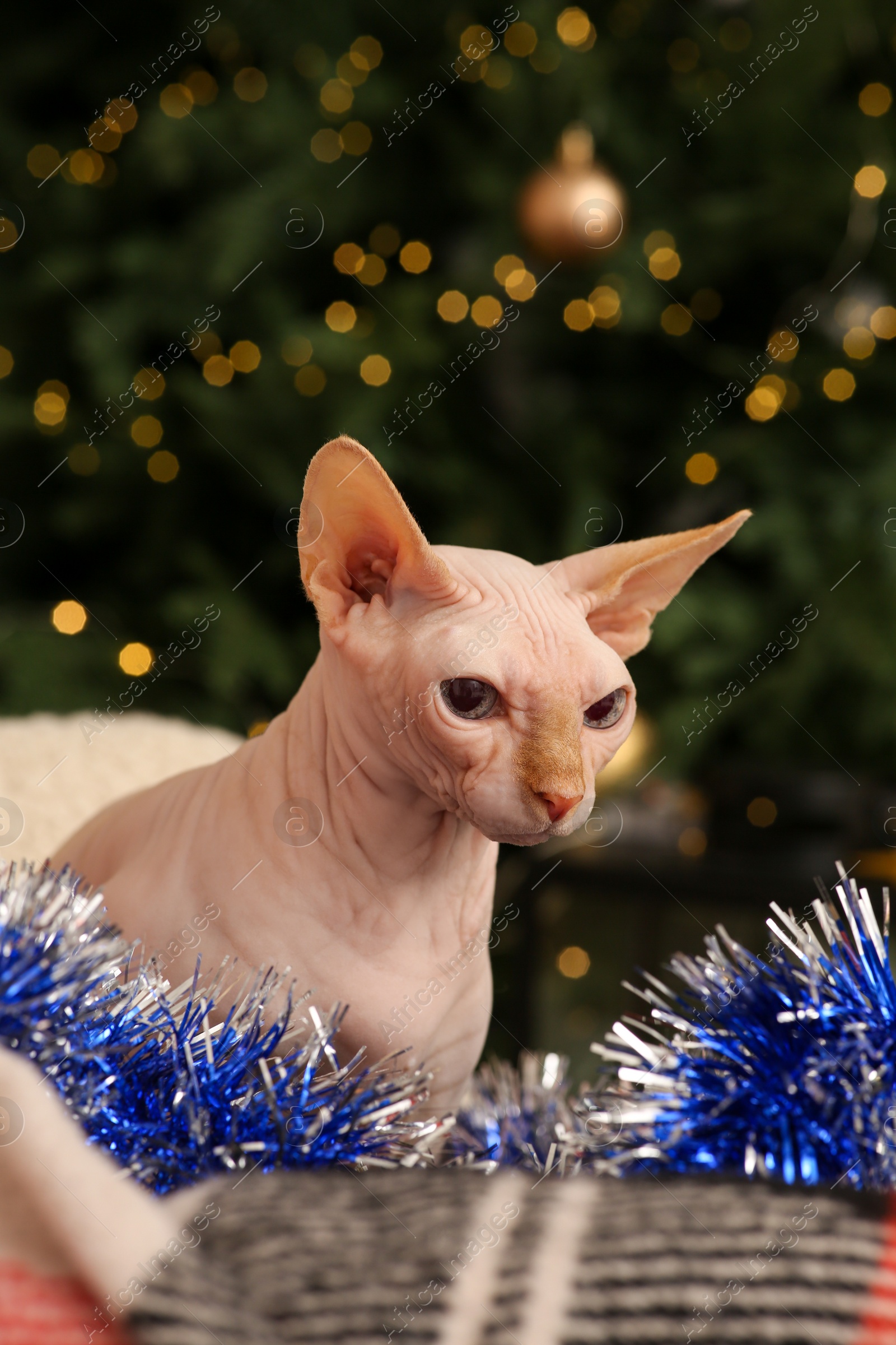 Photo of Adorable Sphynx cat with colorful tinsel indoors