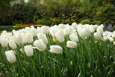 Many beautiful white tulip flowers growing in park. Spring season