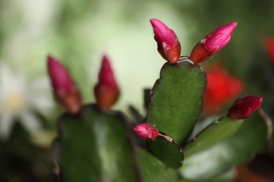 Photo of Beautiful Schlumbergera (Christmas or Thanksgiving cactus) against blurred background, closeup