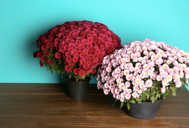 Beautiful potted chrysanthemum flowers on table against color background