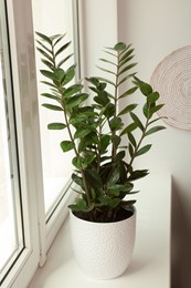 Zamioculcas in pot on windowsill indoors. House plant
