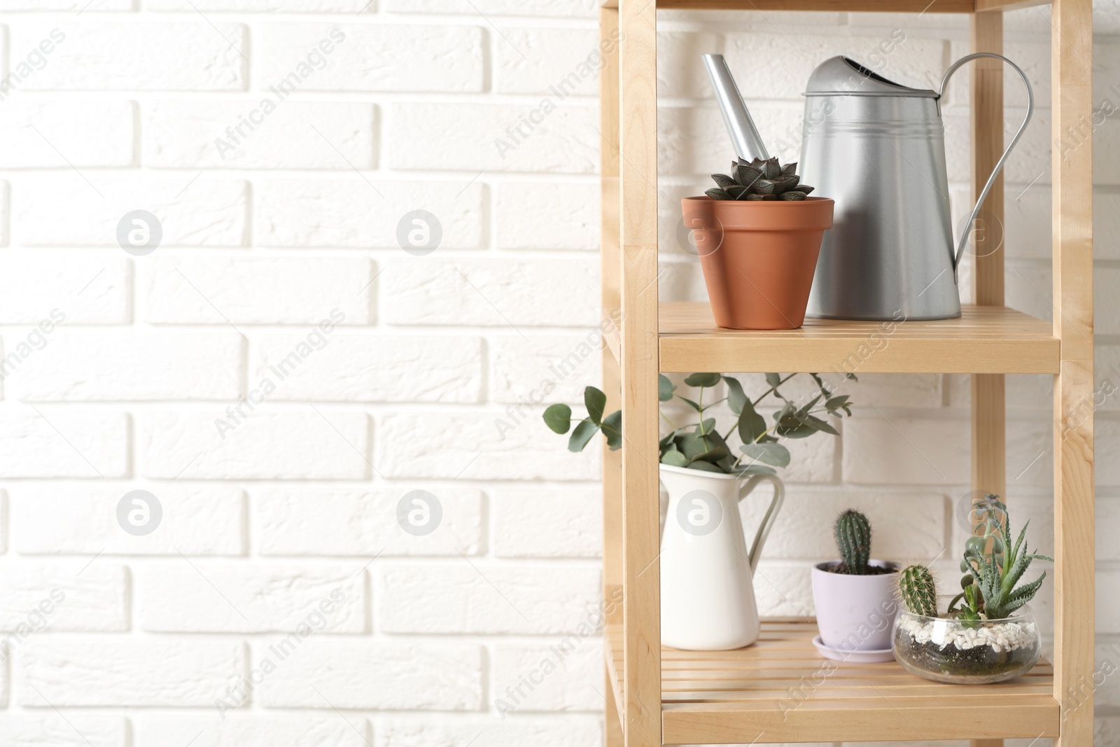 Photo of Beautiful plants and watering pot on shelves near brick wall on home. Space for text