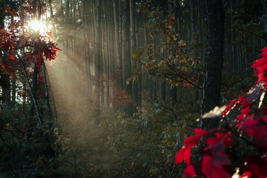 Majestic view of forest with sunbeams shining through yellowed trees. Autumn season