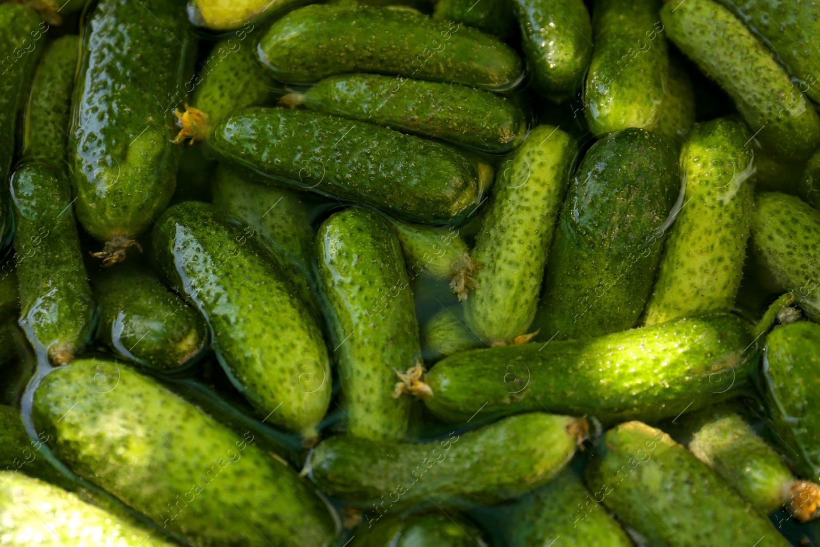 Photo of Many fresh ripe cucumbers in water, above view