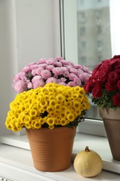 Photo of Beautiful potted chrysanthemum flowers and pumpkin on windowsill indoors