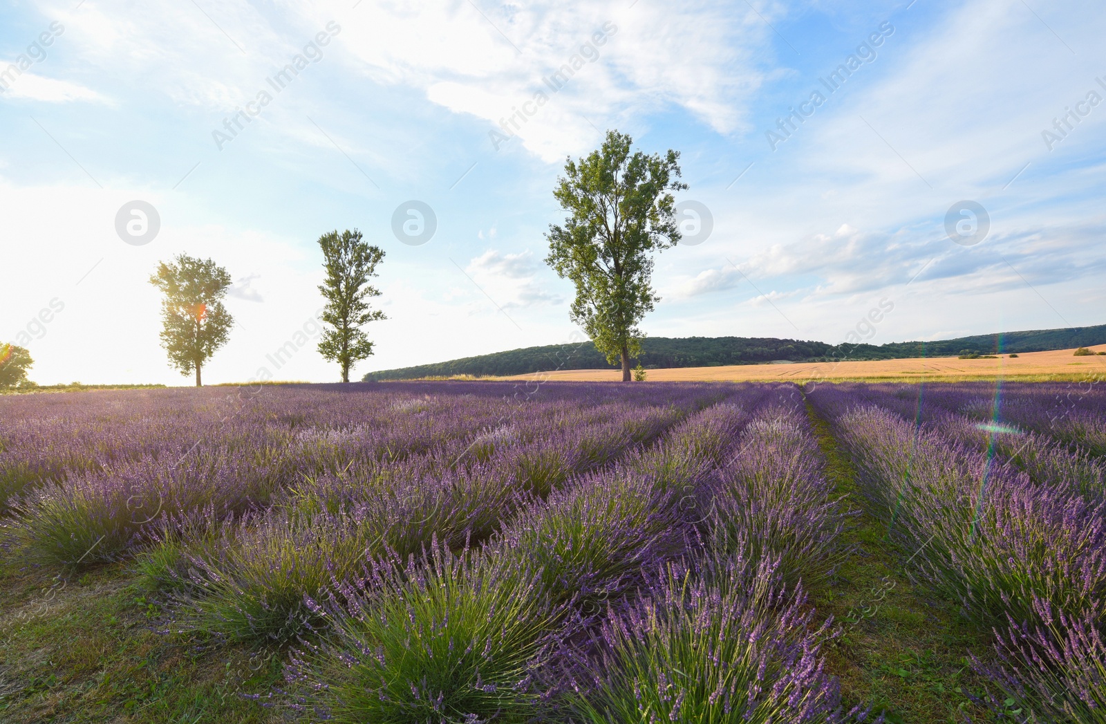 Photo of Picturesque view of beautiful blooming lavender field
