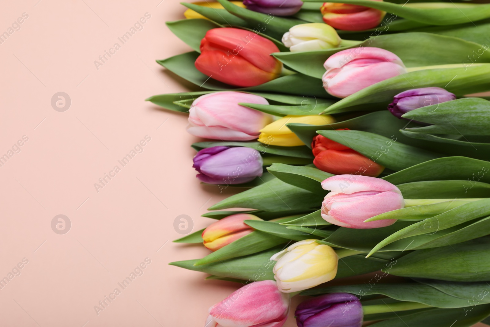 Photo of Beautiful tulips on pale pink background. Space for text