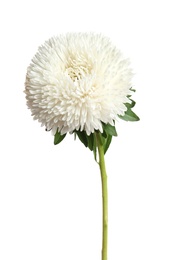 Beautiful bright aster flower on white background