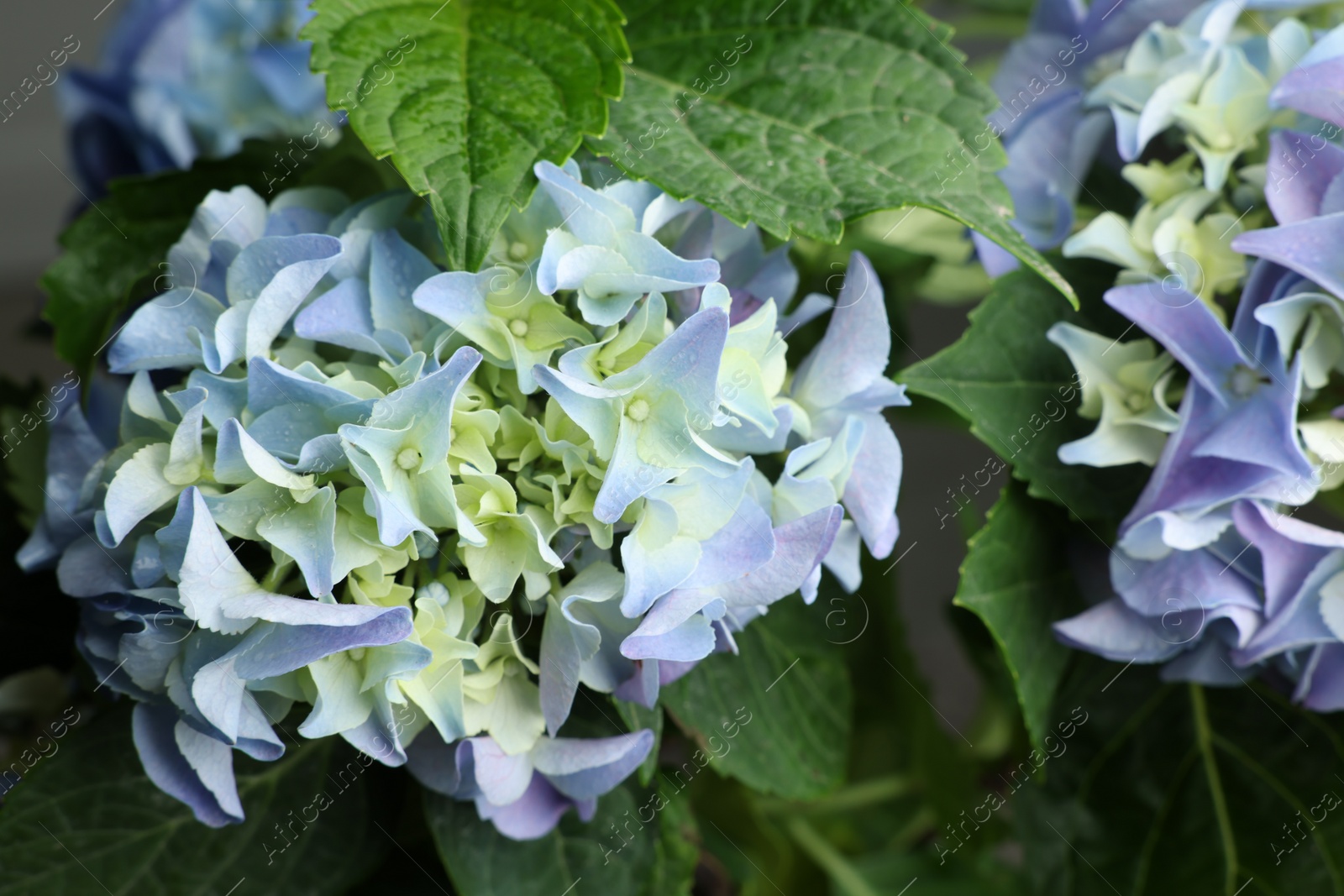 Photo of Beautiful hortensia plant with light blue flowers, closeup