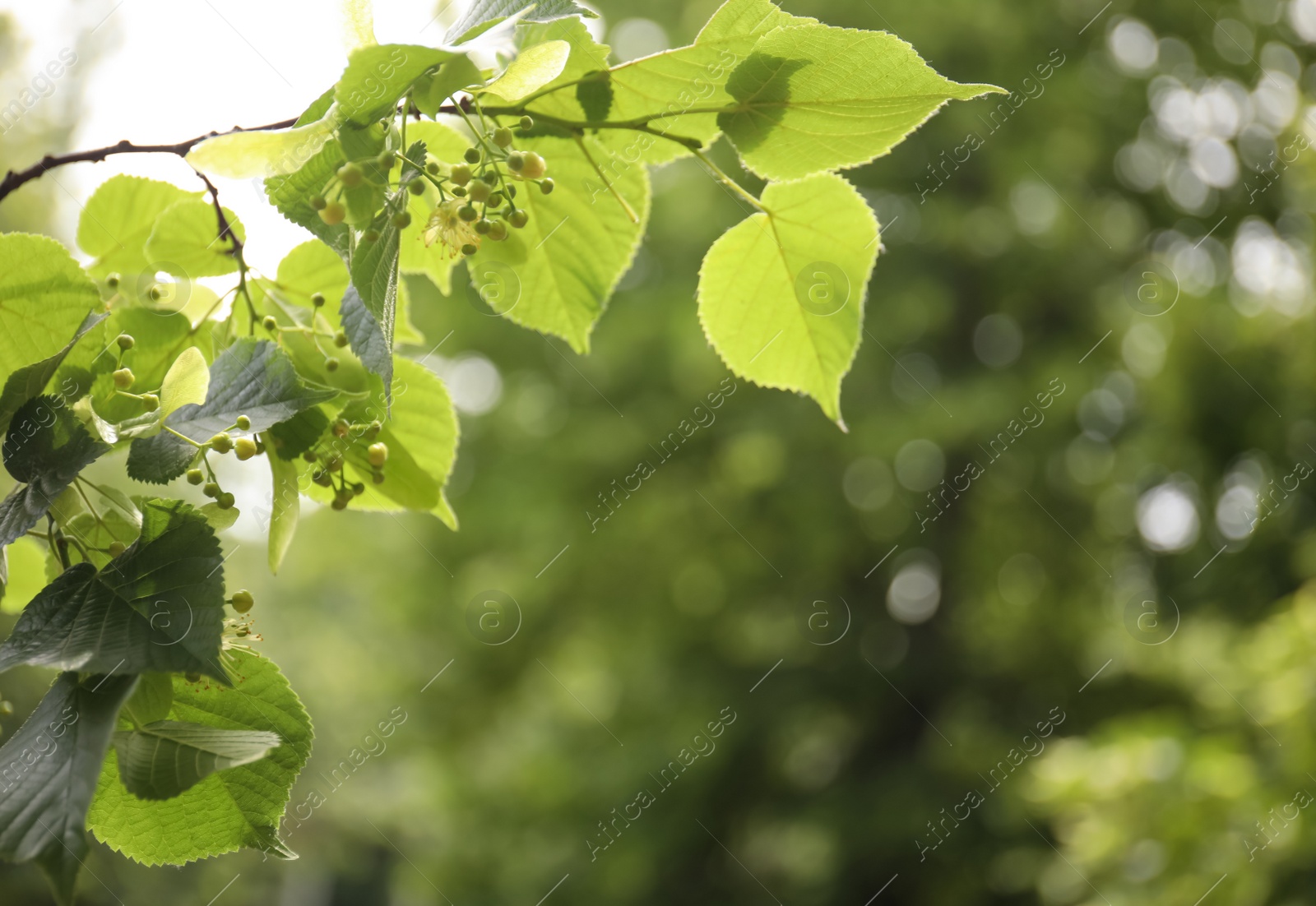 Photo of Closeup view of linden tree with fresh young green leaves and blossom outdoors on spring day