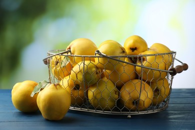 Photo of Tasty ripe quince fruits in metal basket on blue wooden table