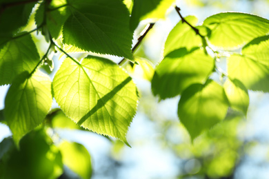 Photo of Tree branches with green leaves on sunny day