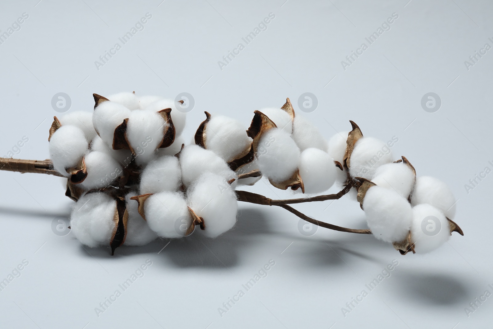 Photo of Beautiful cotton branch with fluffy flowers on light grey background