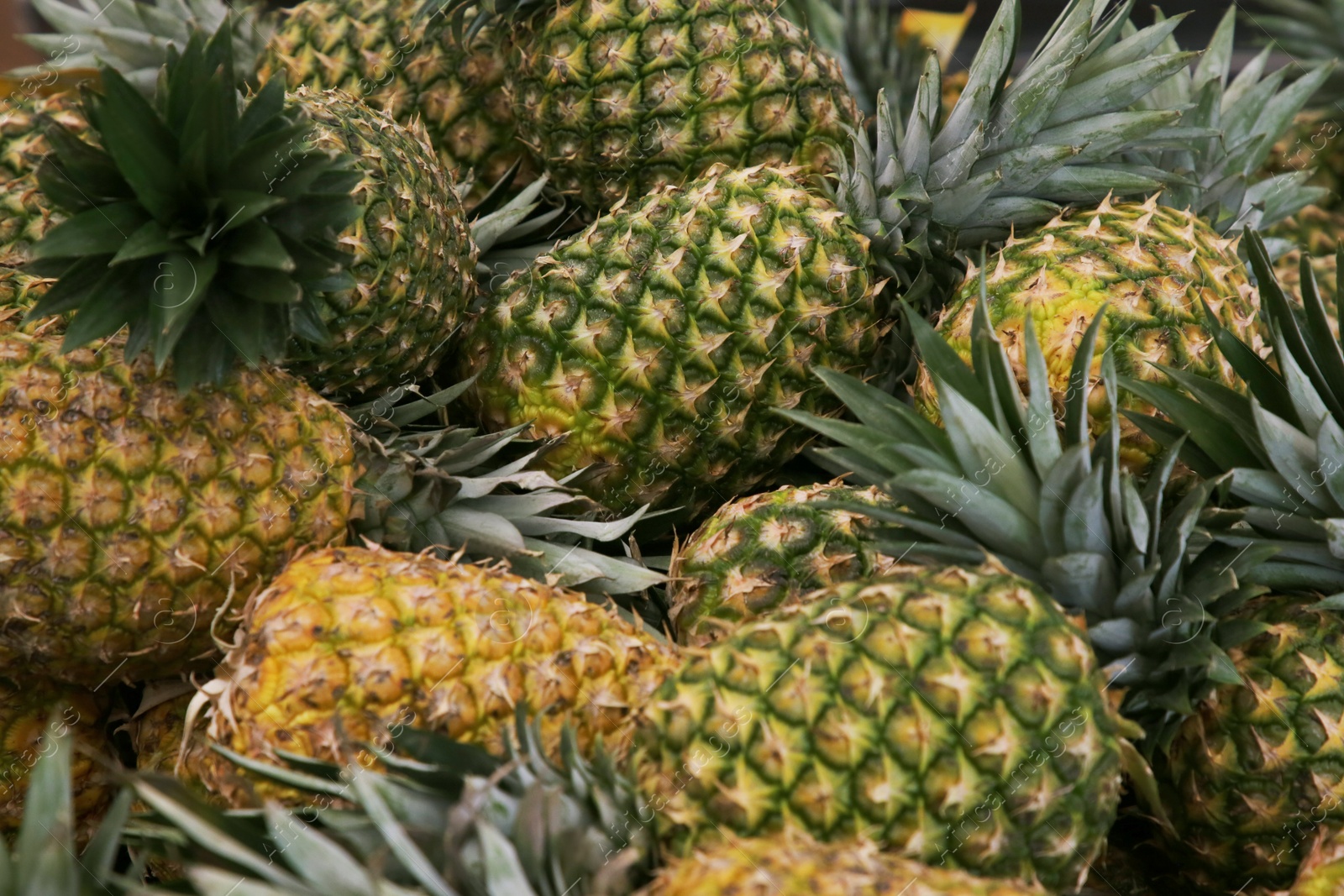 Photo of Heap of delicious ripe pineapples as background. Exotic fruit