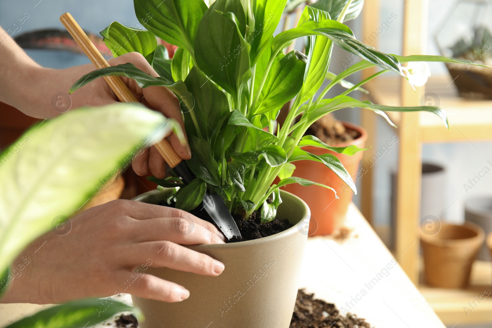 Photo of Woman transplanting home plant into new pot at table, closeup