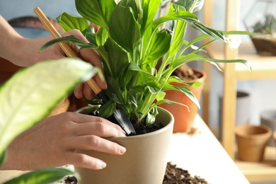 Photo of Woman transplanting home plant into new pot at table, closeup