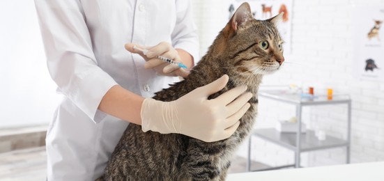 Image of Professional veterinarian vaccinating cute cat in clinic. Banner design