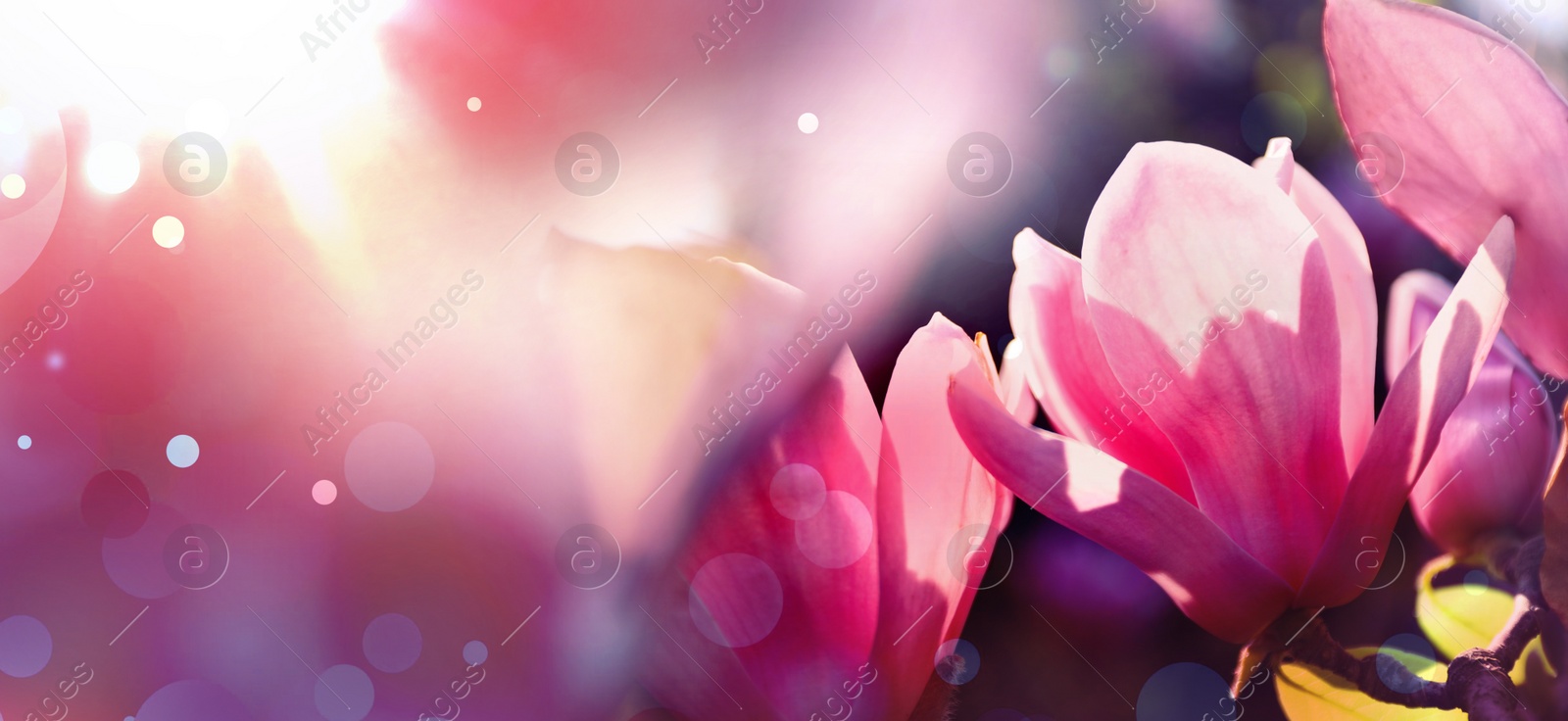 Image of Beautiful magnolia flowers, closeup. Amazing spring blossom