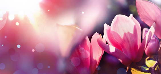 Image of Beautiful magnolia flowers, closeup. Amazing spring blossom