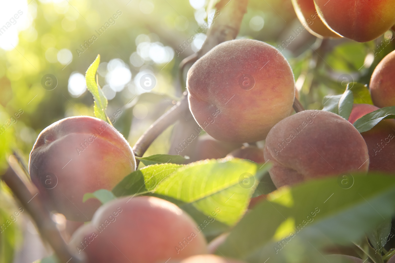 Photo of Ripe peaches on tree branch in garden, closeup