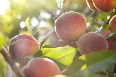 Photo of Ripe peaches on tree branch in garden, closeup