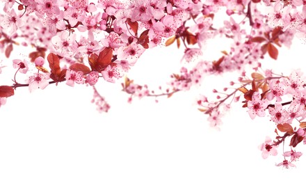 Image of Beautiful sakura tree branches with delicate pink flowers on white background