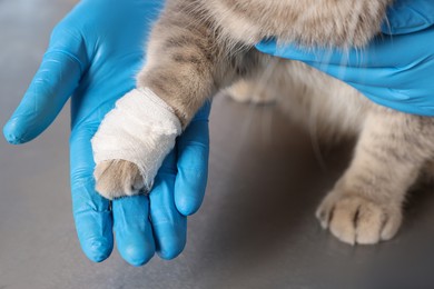 Photo of Veterinarian holding cute scottish straight cat with bandage on paw at grey table, closeup