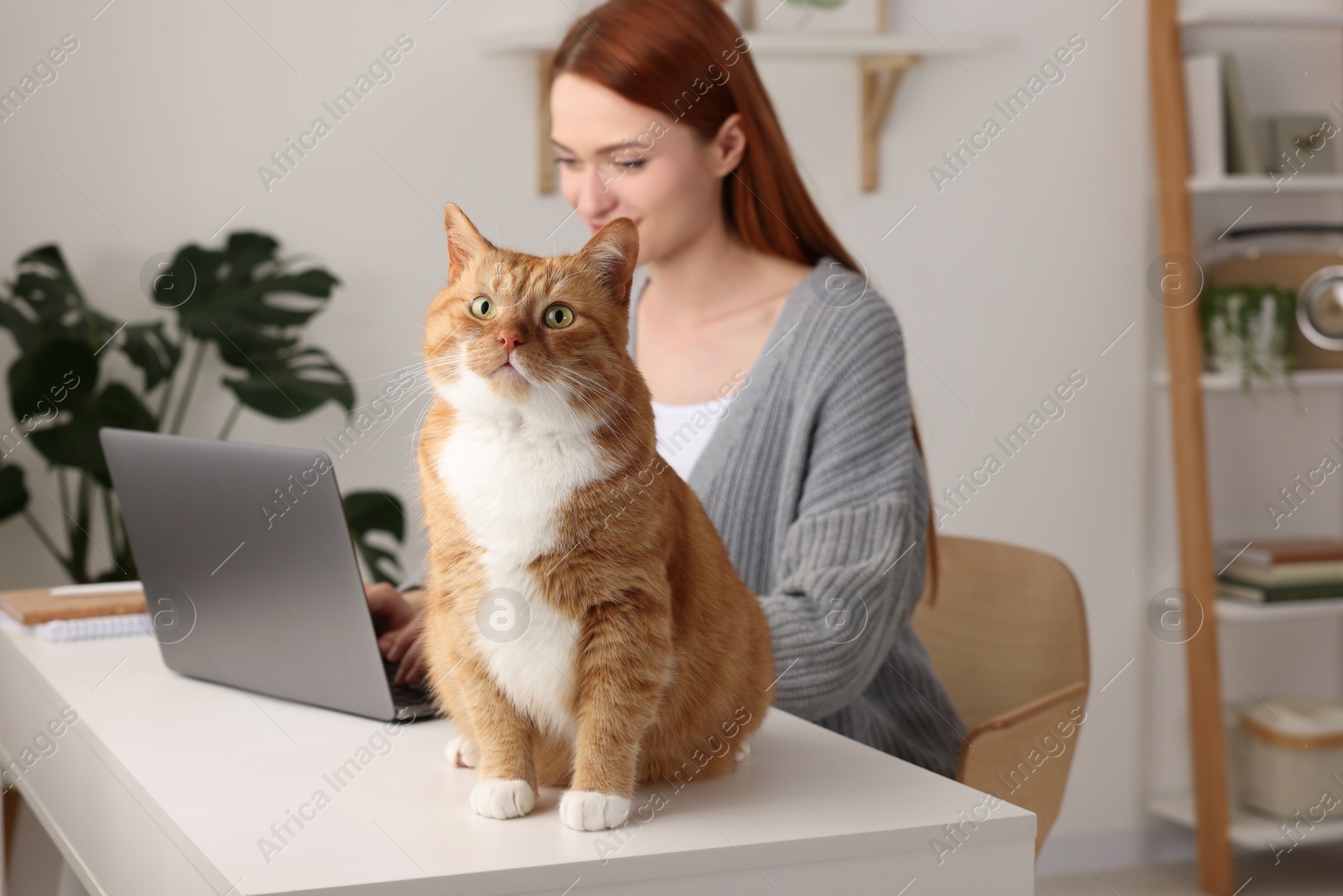 Photo of Woman working with laptop at desk. Cute cat sitting near owner at home, selective focus