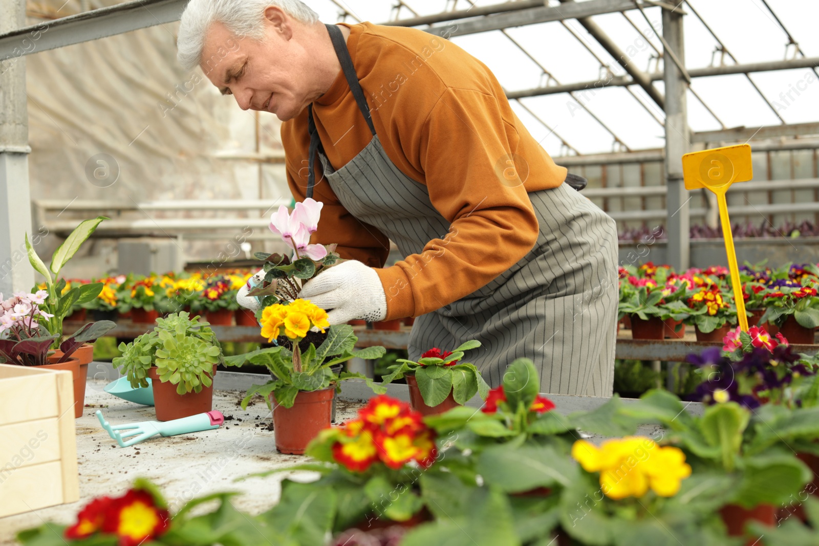 Photo of Mature man potting flower in greenhouse. Home gardening