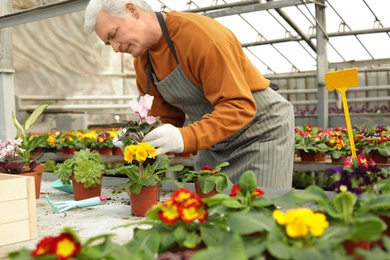 Mature man potting flower in greenhouse. Home gardening