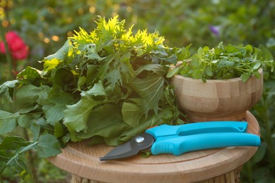 Photo of Many fresh green herbs and pruner on wooden table outdoors