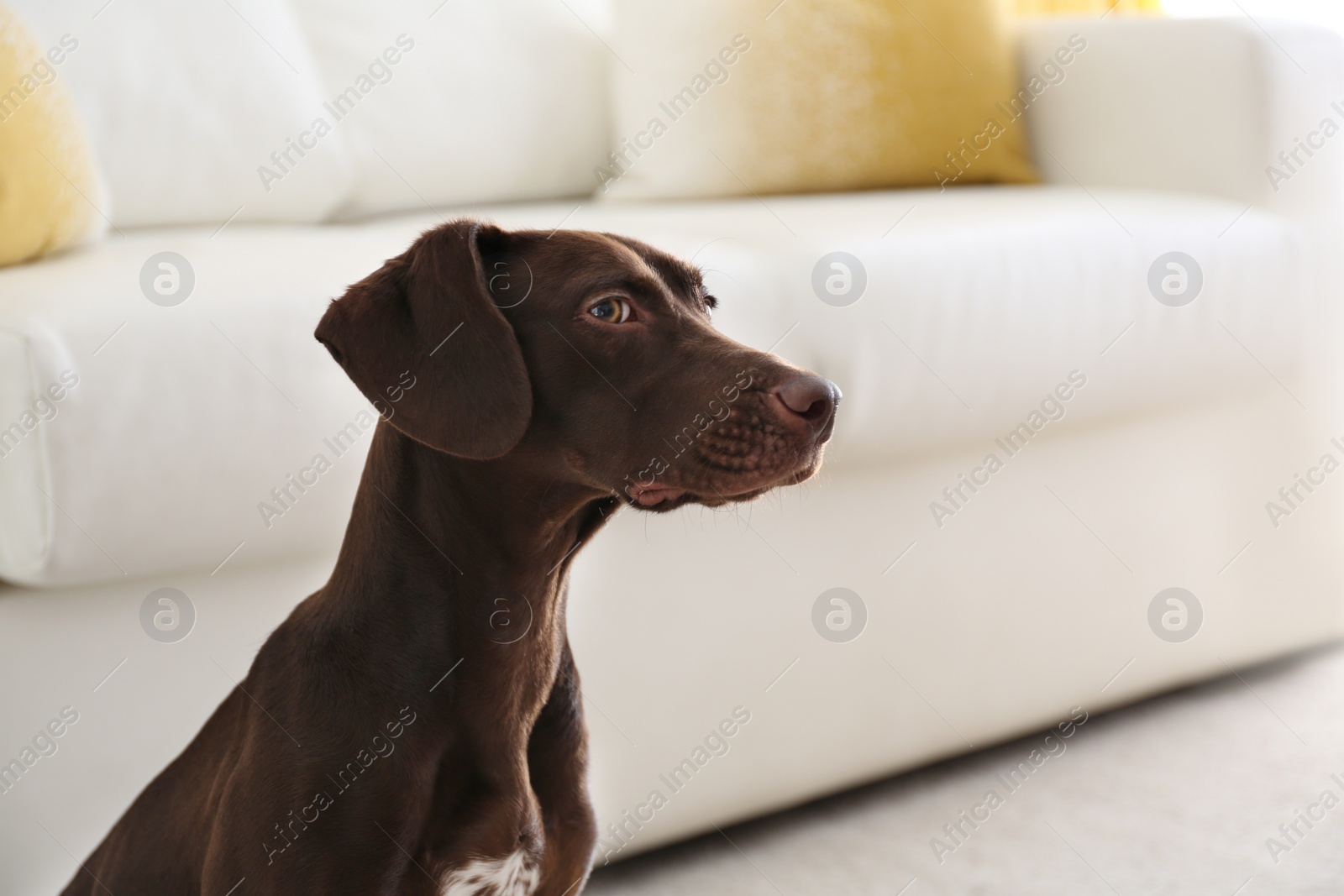 Photo of Beautiful brown German Shorthaired Pointer dog at home