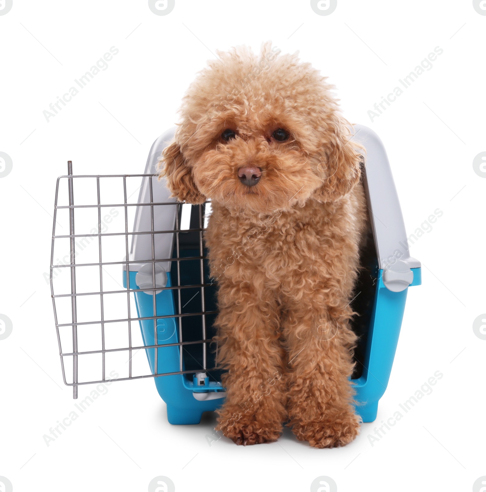 Photo of Travel with pet. Cute dog in carrier on white background