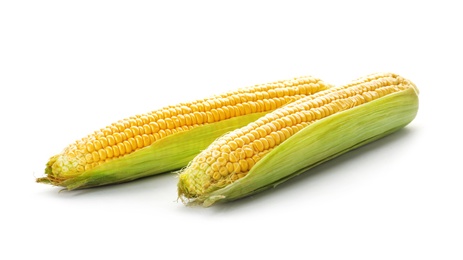 Photo of Tasty sweet corn cobs on white background