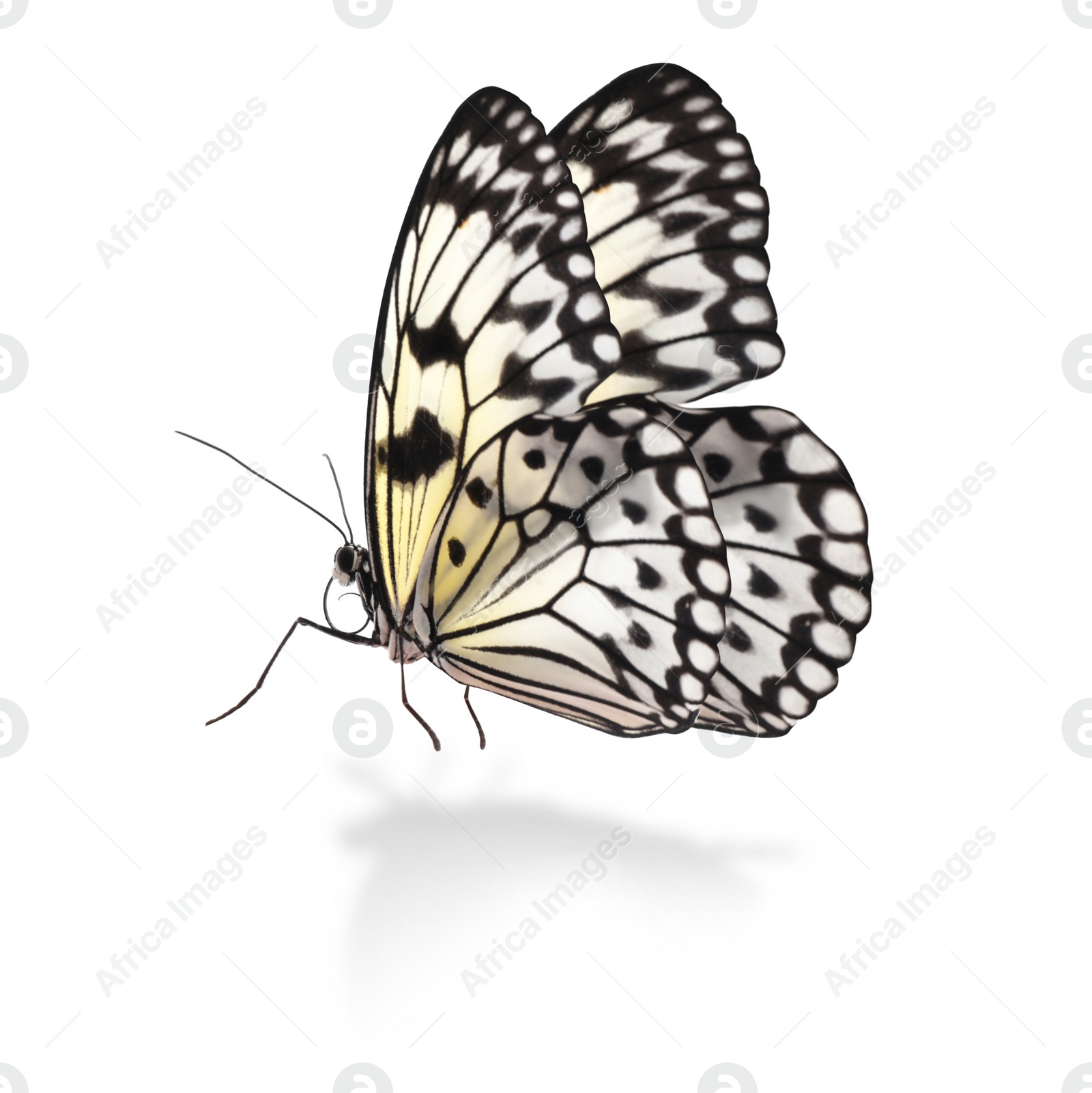 Image of Beautiful rice paper butterfly on white background