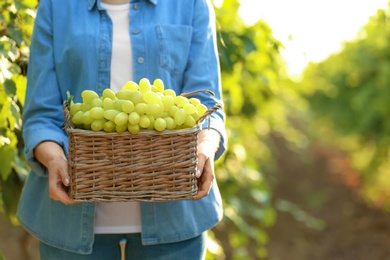 Photo of Woman holding basket with fresh ripe juicy grapes in vineyard, closeup