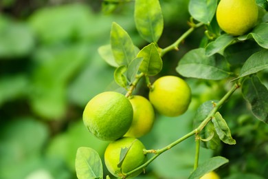 Photo of Ripe limes growing on tree branch in garden, closeup