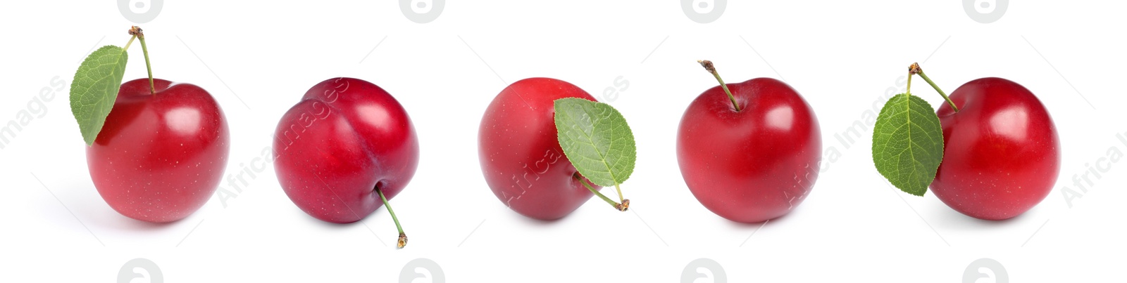 Image of Set with delicious ripe cherry plums on white background. Banner design